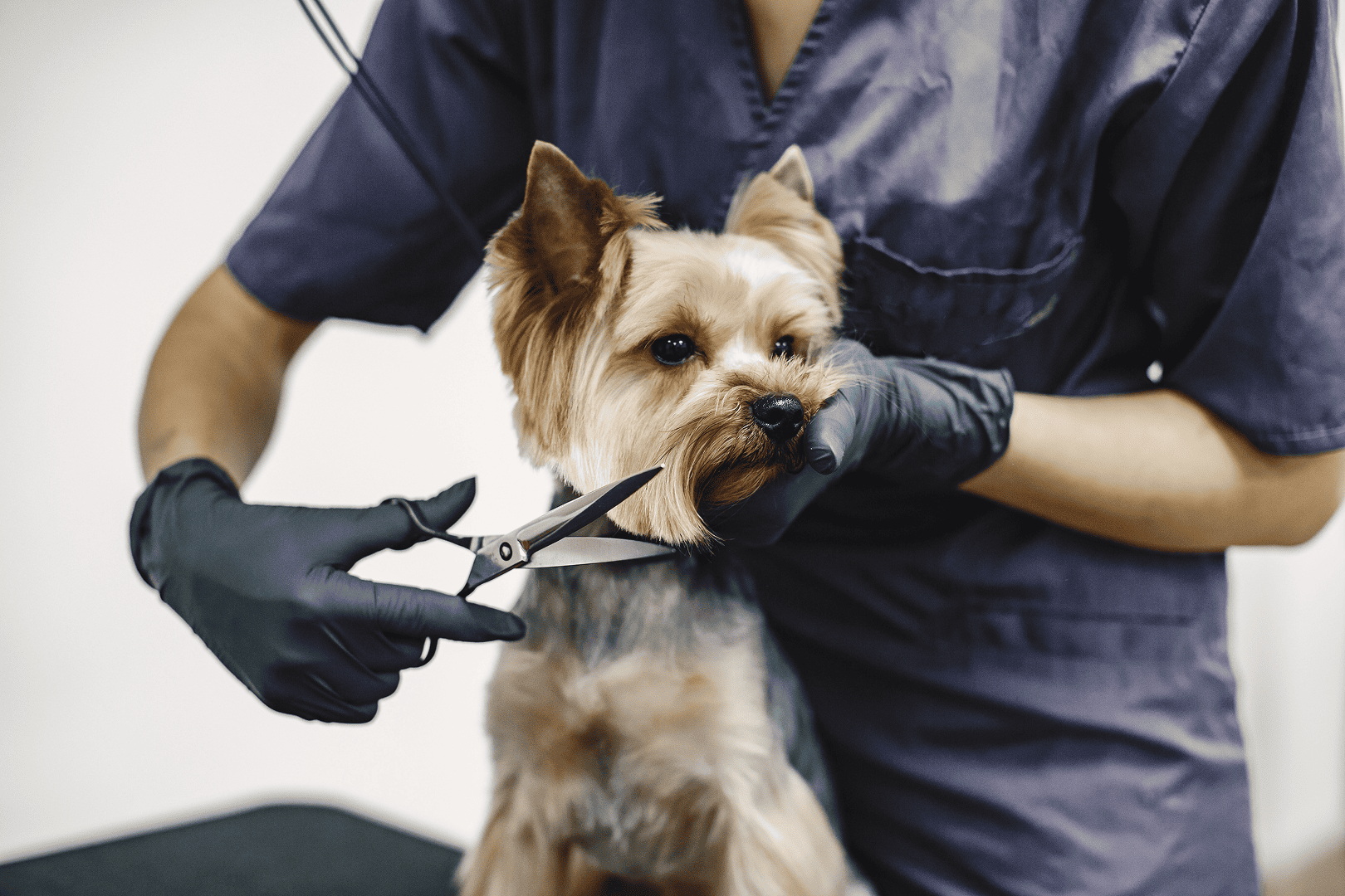 Peluquería Canina: Cómo agendar una cita en menos de 2 clics