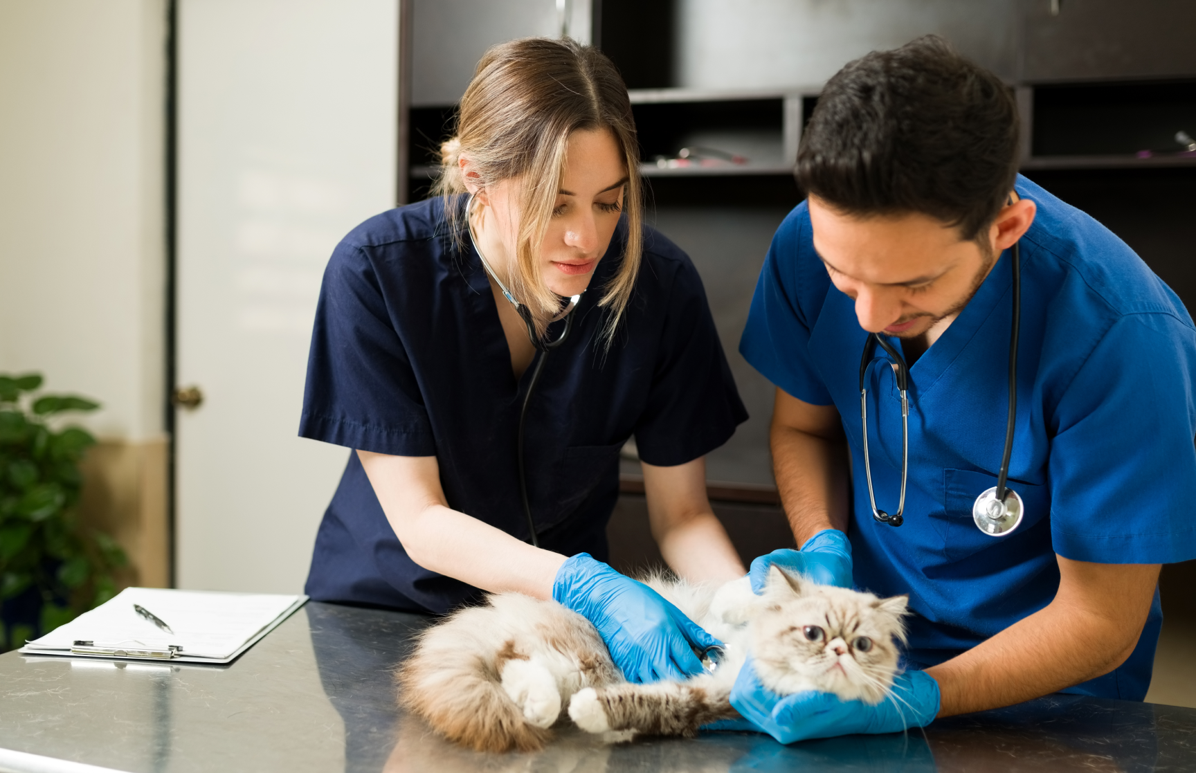 5 Estrategias para aumentar los ingresos de tu Veterinaria en 2026
